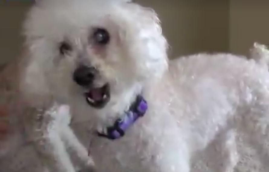 hope for paws