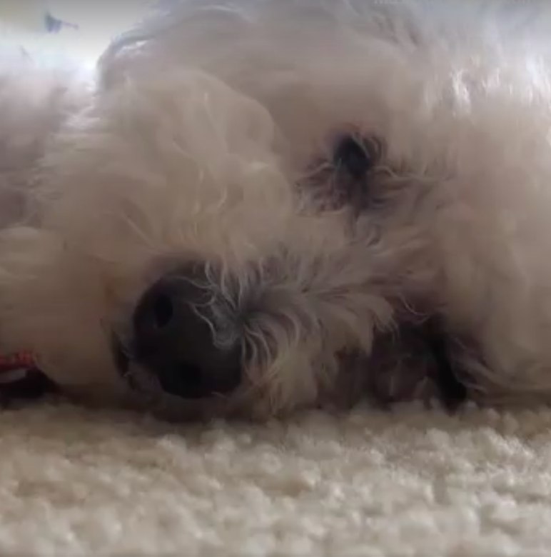 hope for paws