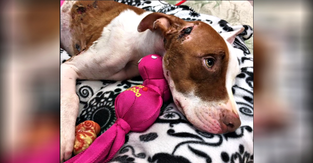 Photo:Facebook/ Jupiter Pet Emergency & Specialty Center