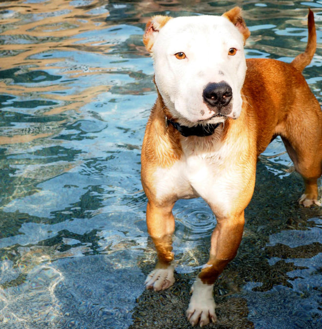 COURTESY MARICOPA COUNTY ANIMAL CARE AND CONTROL
