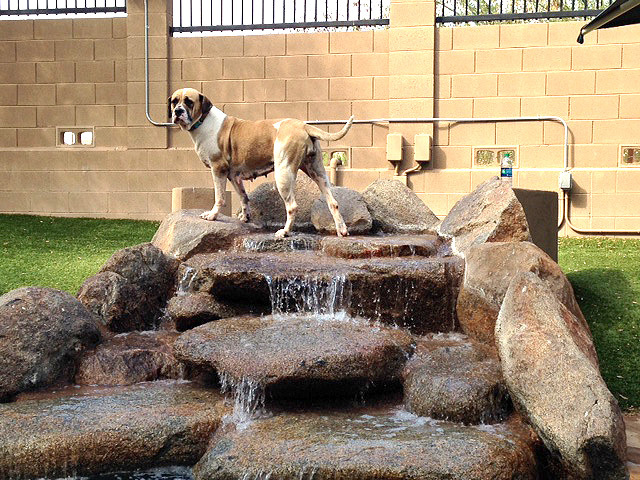 COURTESY MARICOPA COUNTY ANIMAL CARE AND CONTROL