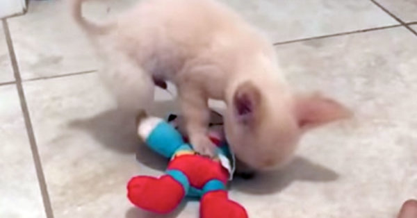 Source: YouTube/This Dog's Life