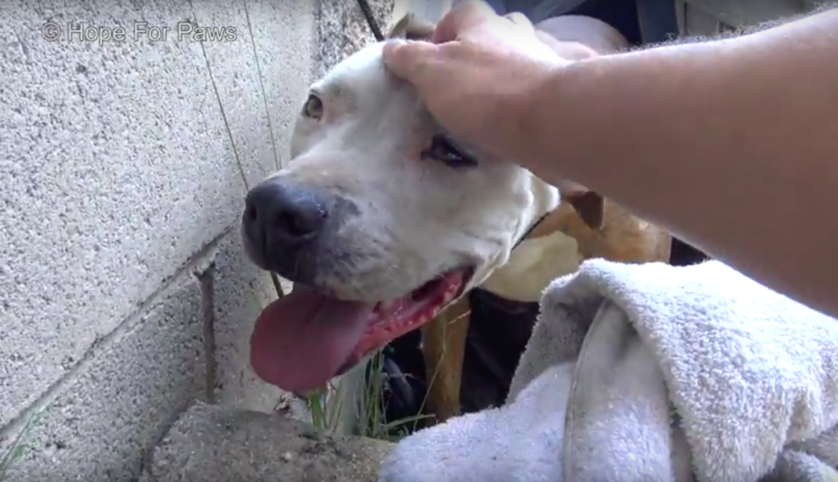 hope for paws