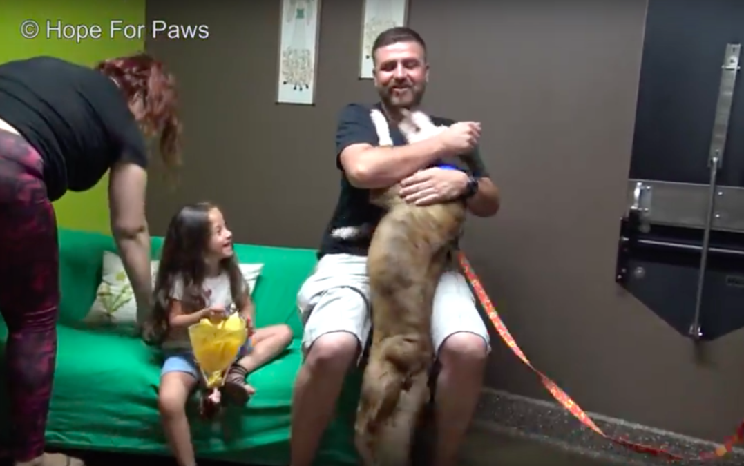 hope for paws