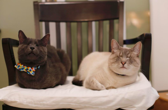 instagram/magicmaxthecat