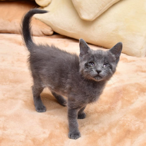 instagram/magicmaxthecat