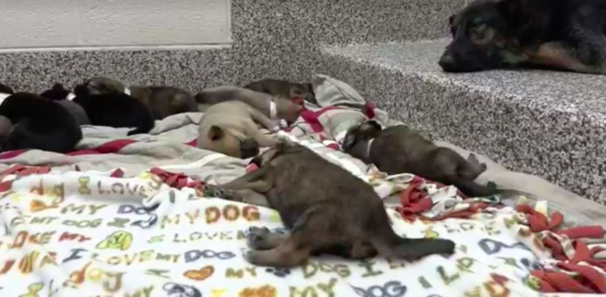 michigan humane society