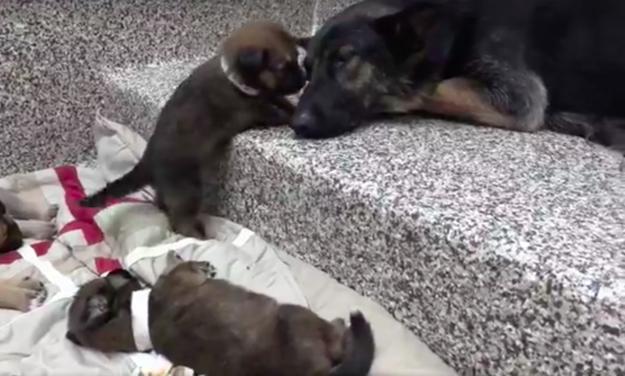 michigan humane society