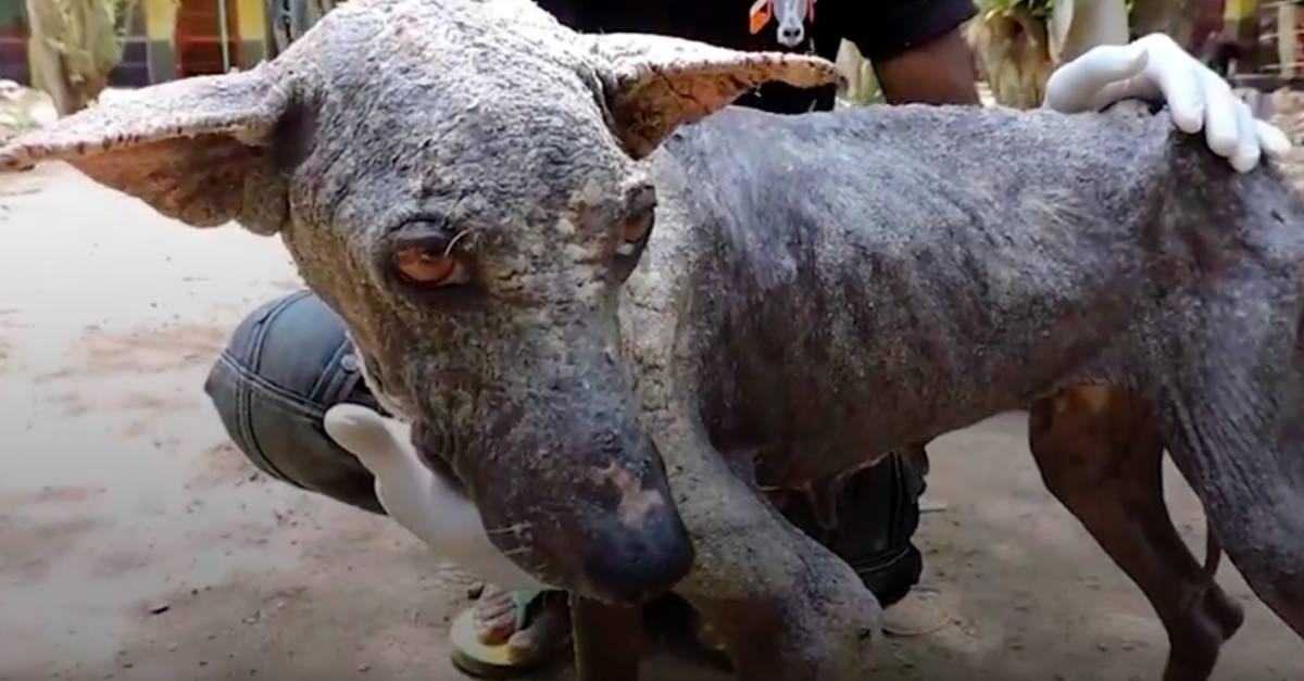 Animal Aid