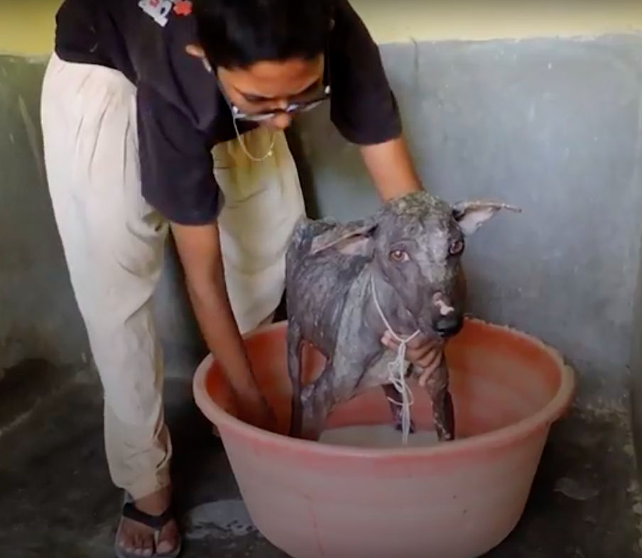 Animal Aid