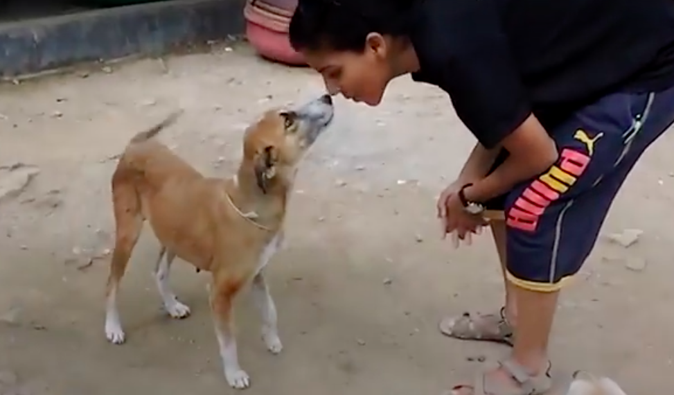 Animal Aid