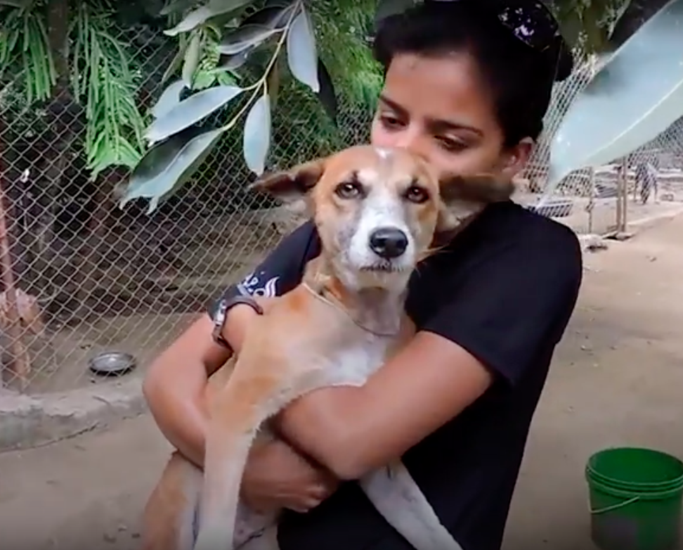 Animal Aid