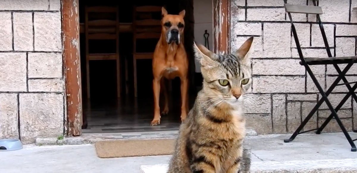 The Orphan Pet