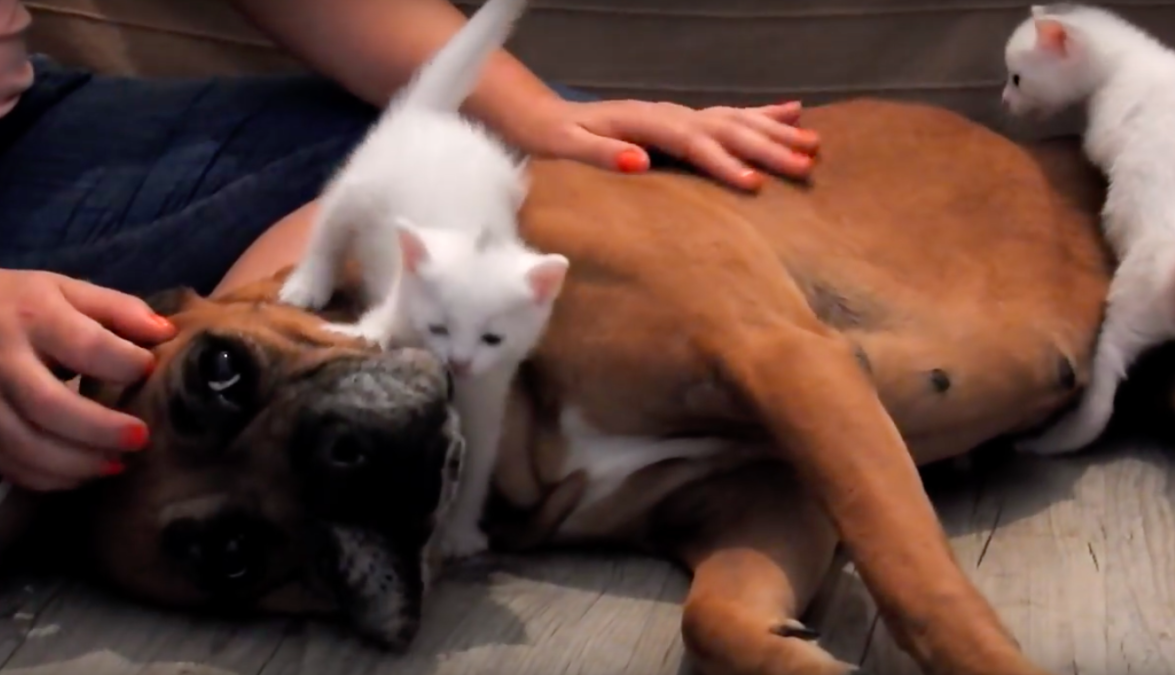 The Orphan Pet