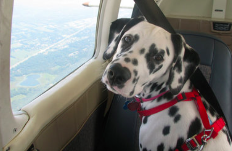 Pilots N Paws