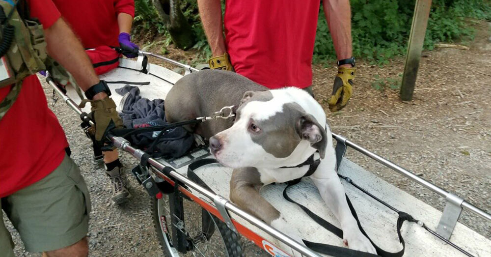 Source: Twitter/King County SAR