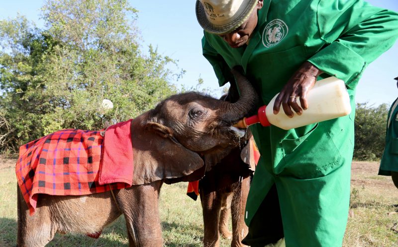 The David Sheldrick Wildlife Trust