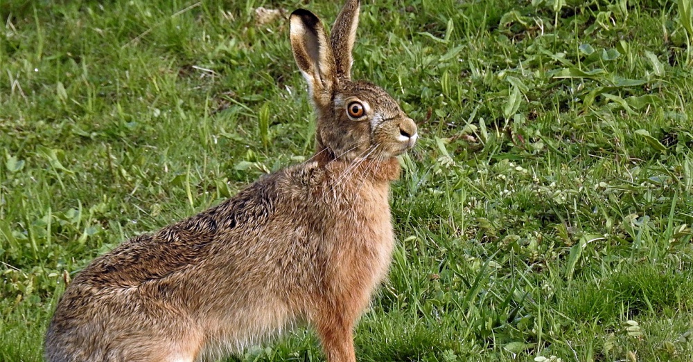 BrownHare1_1000x523