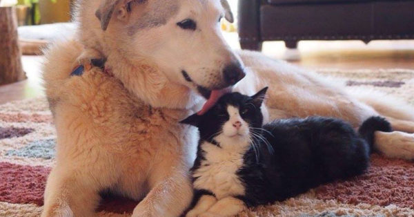 Source: Instagram/florathemalamute Flora and Dexter