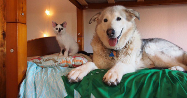 Source: Instagram/florathemalamute