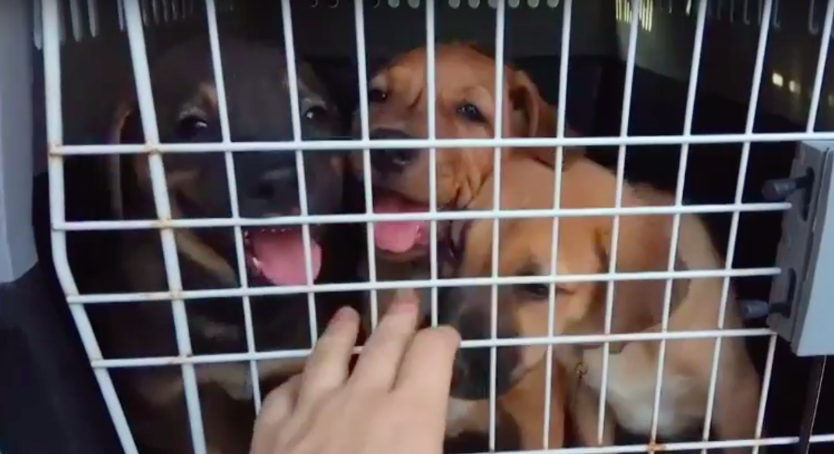 orphan pet