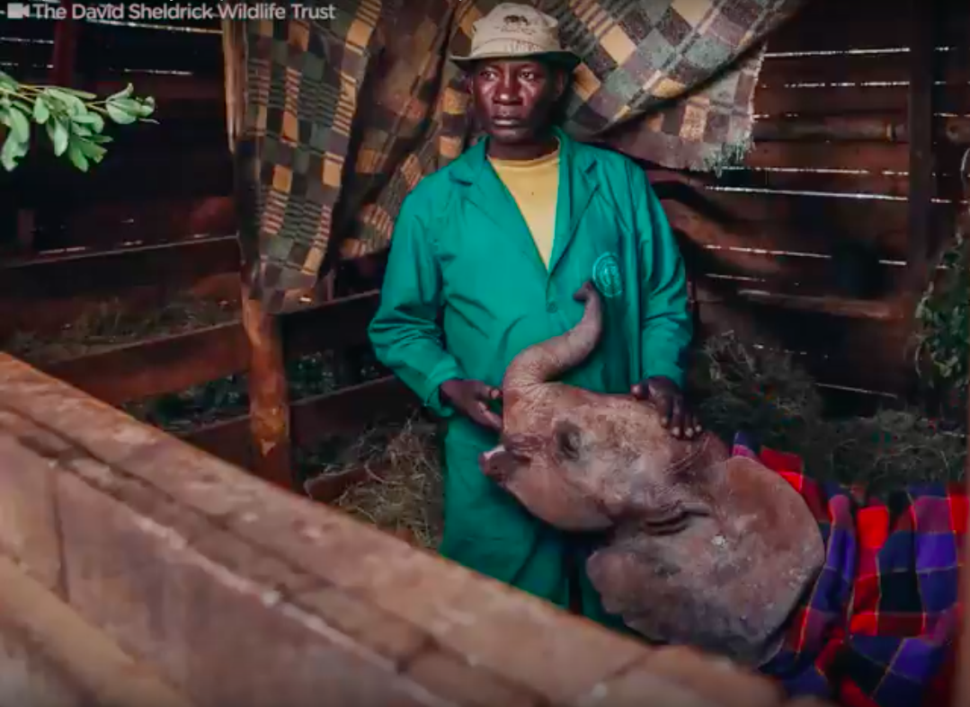 The David Sheldrick Wildlife Trust