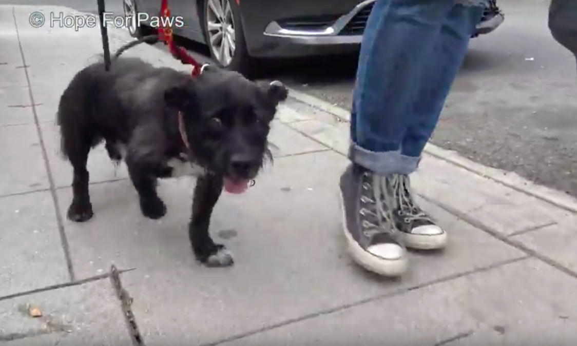 hope for paws