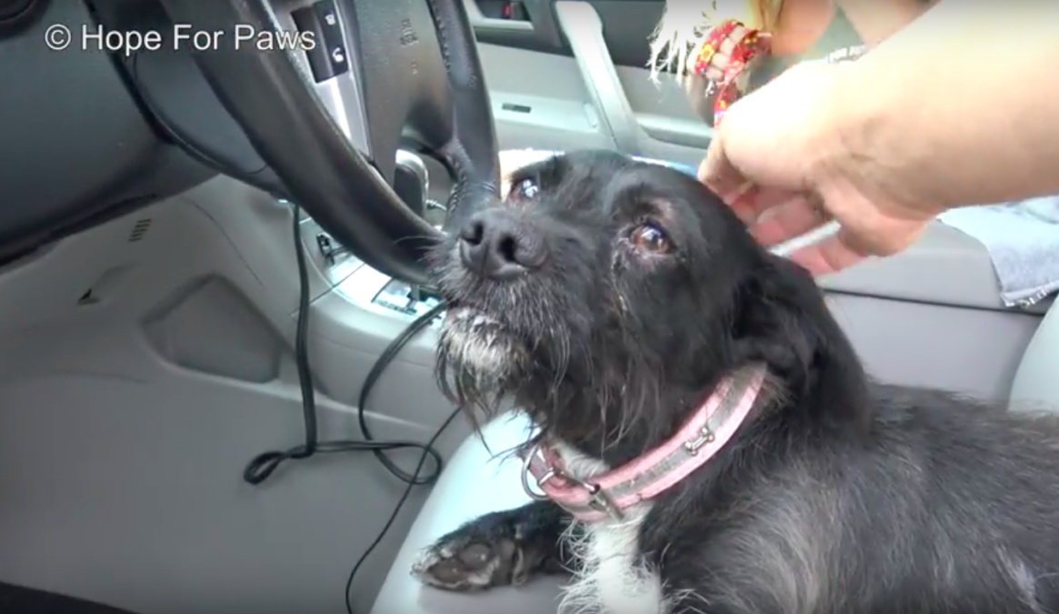 hope for paws