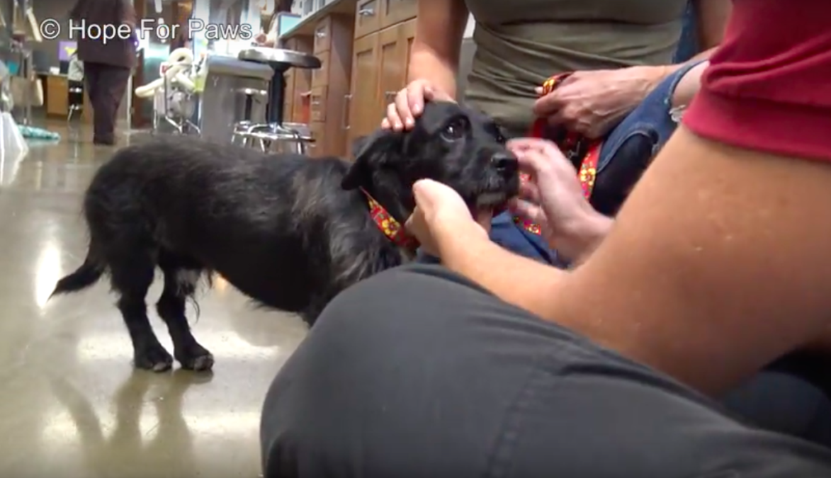 hope for paws