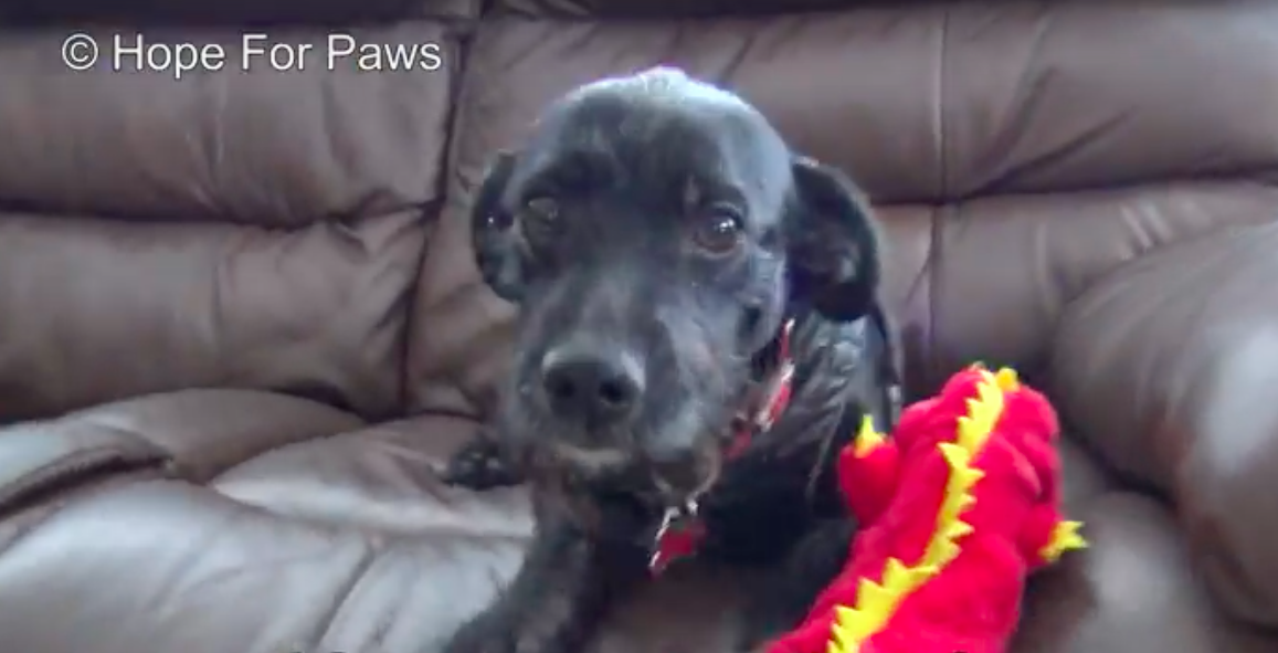 hope for paws