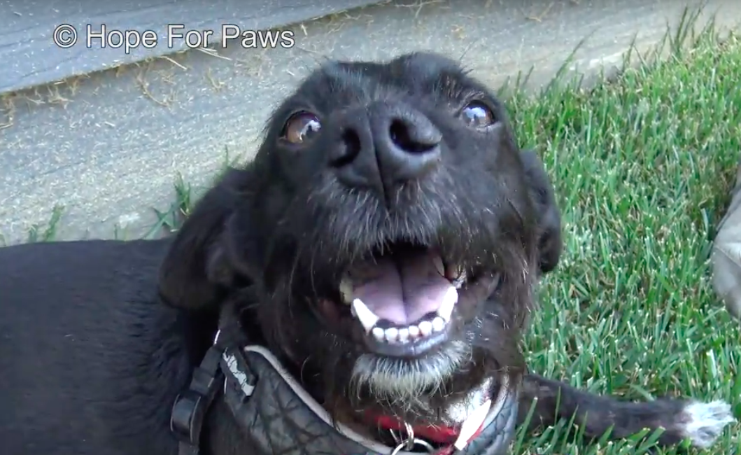 hope for paws