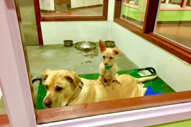 Maricopa County Animal Care & Control (MCACC)