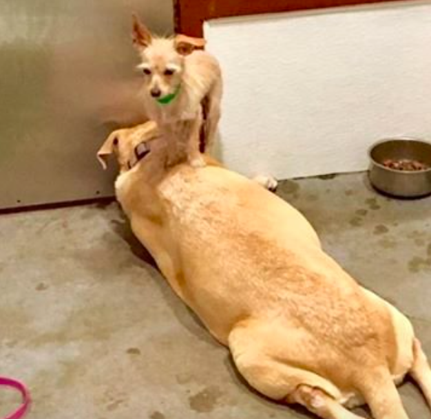 Maricopa County Animal Care & Control (MCACC)