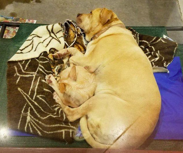 Maricopa County Animal Care & Control (MCACC)