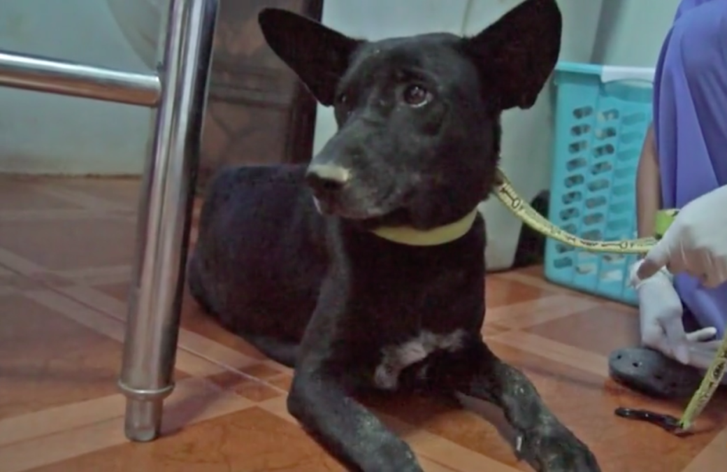 The Soi Dog Foundation