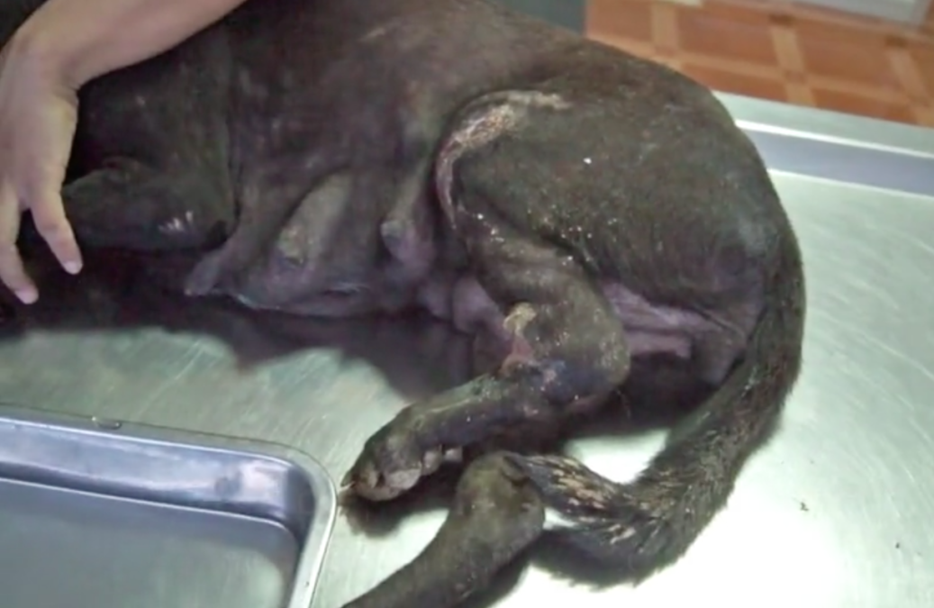 The Soi Dog Foundation