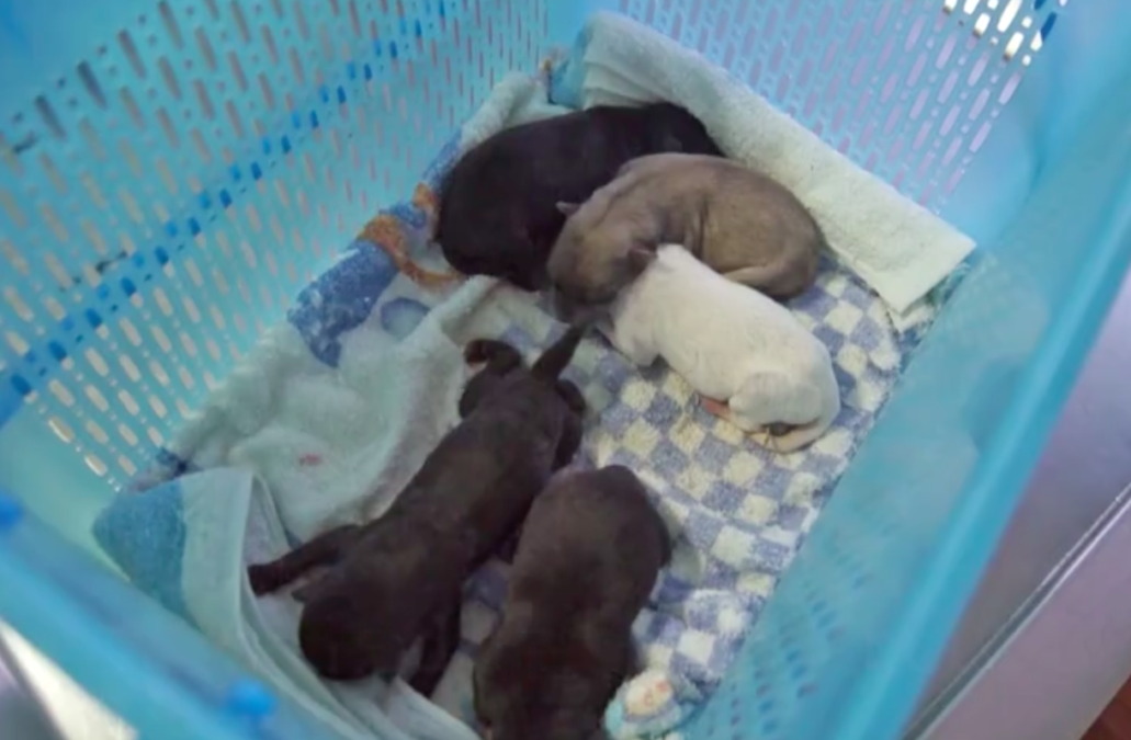 The Soi Dog Foundation