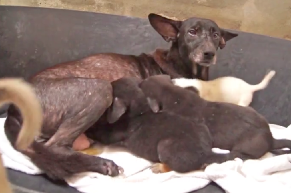 The Soi Dog Foundation
