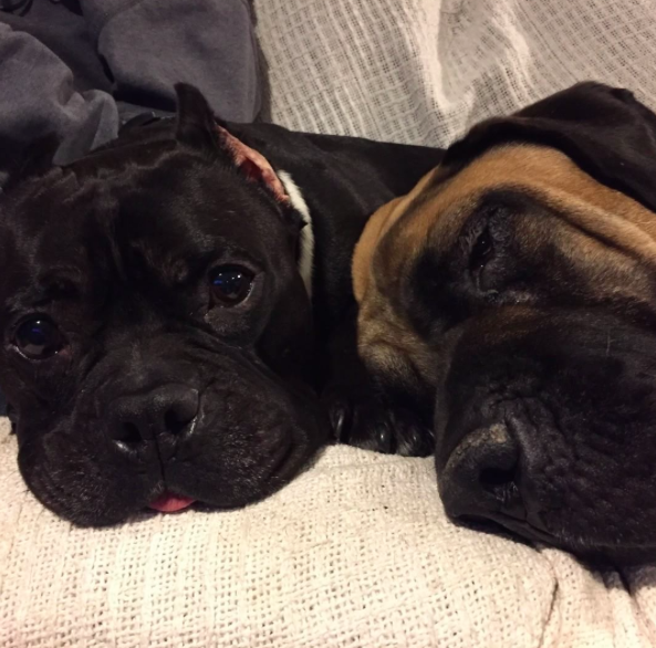 Instagram/@wicked_hippo