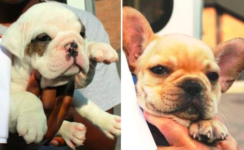 bergen county spca