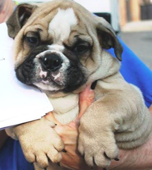bergen county spca
