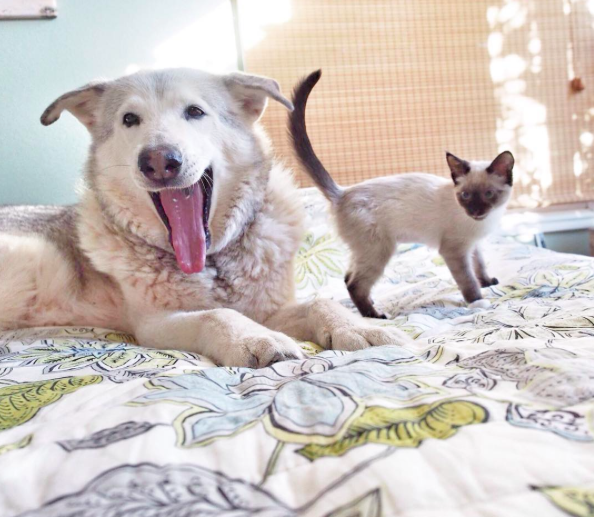 Instagram/@florathemalamute