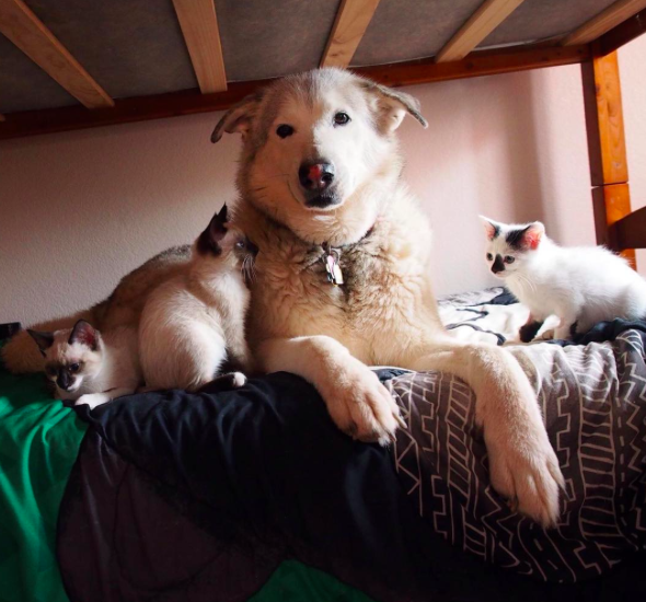 Instagram/@florathemalamute