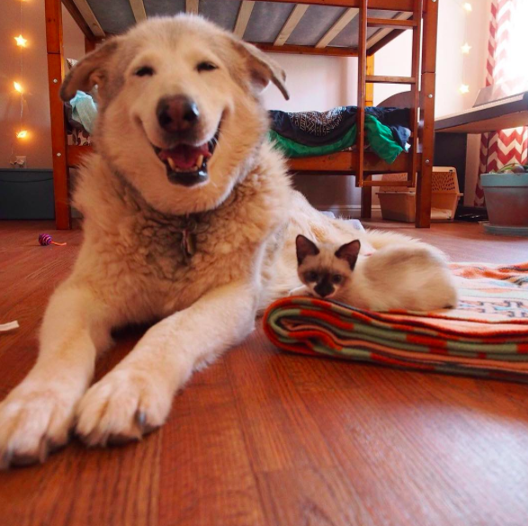 Instagram/@florathemalamute