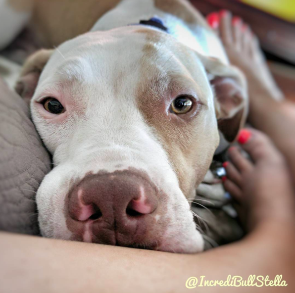 instragram/incredibullstella