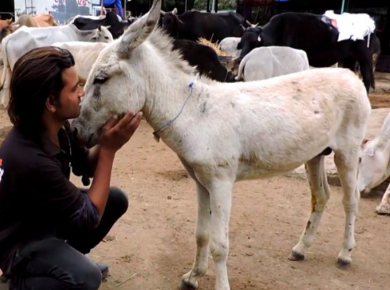 animal aid