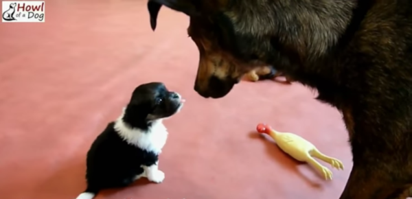 Image Credit Howl of a Dog