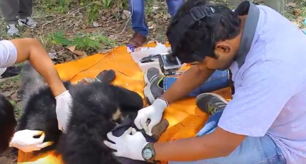 Assessing the wounds. (Photo courtesy of Wildlife SOS/YouTube)