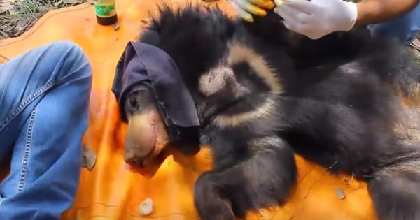 The bear cub under sedation. (Photo courtesy of Wildlife SOS/YouTube)