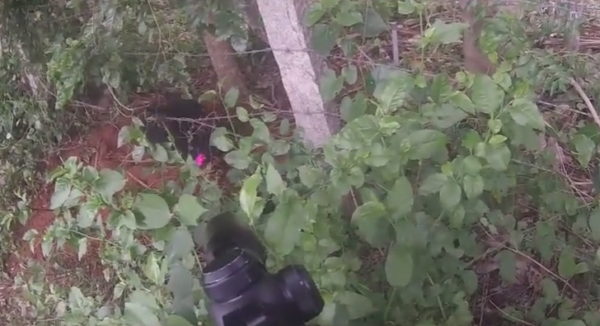 The sloth bear cub is spotted and shot with a tranquilizer. (Photo courtesy of Wildlife SOS/YouTube)